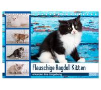 Flauschige Ragdoll Kitten (Tischkalender 2026 DIN A5 quer), CALVENDO Monatskalender: Rassekatzen mit Schmusecharakter und Charme