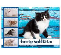 Flauschige Ragdoll Kitten (Wandkalender 2026 DIN A4 quer), CALVENDO Monatskalender: Rassekatzen mit Schmusecharakter und Charme