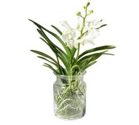 FLOB Orchidea Vanda in Vaso di Vetro 45 cm Bianco Vanda