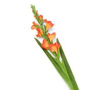 Floral Elegance - 6 fiori di gladioli artificiali, stelo singolo, 118 cm, colore: Arancione