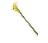 Floral Elegance - Fiori artificiali, stelo singolo, 94 cm, 12 pezzi, colore: Crema