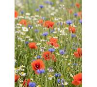 Floral Inspiration: Classic Lined Notebook for Daily Notes, Planning, and Creative Writing