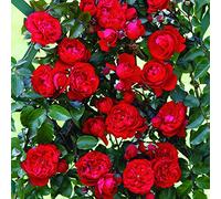 Florentina®, rosa rampicante in vaso di Rose Barni®, pianta rifiorente a grandi fiori doppi, h. raggiunta fino a 5 metri, pianta di rosa in vaso resistente alle malattie, cod. 16053