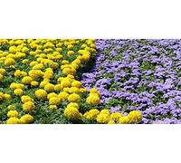 Flossflower + calendula messicana - un insieme di semi di due specie Seeds ONLY