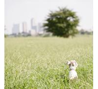 Flower Companyz - Tamashii Ni Yoroshiku