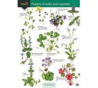 Flowers of Walks and Waysides: OP176 (WildID)