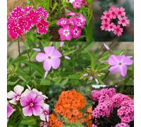 flox cubresuelo resistente - semi giardino giardino perenni resistenti perenni resistenti silvestri 800pcs