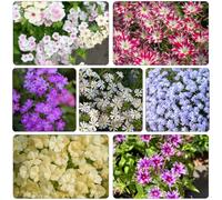 flox da tappeto - decorazione decorativa balcone letto elevato giardino estate semi balcone semi 400pcs