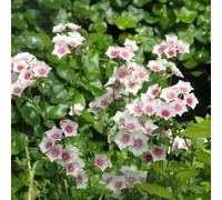 flox da tappeto giardino di interni primavera Copertura resistente semi esotici giardino rocce selvatiche 300pcs