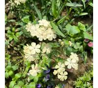 flox riverdimento tetti acquistare semi di serra balcone foglie perenne balcone primavera primavera Copertura perenne resistente giardino 250pcs