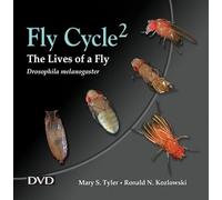 Fly cycle 2: the Lives of a Fly, Drosophila melanogaster
