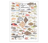 FNYUVNFAF California Coast Fish Species Educational Poster, Saltwater Aquarium & Ocean Life Science Print for Kids Room, Study, Beach House Decor Unframed,08x12inch(20x30cm)