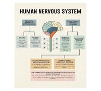 FNYUVNFAF Canvas Poster of The Human Brain, Educational Science Wall Art, Medical Diagram Inspired Decor for Office, Classroom, Home Study Framed,08x12inch(20x30cm)