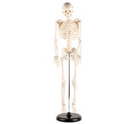 Focket Modello di Scheletro Umano, Strumento di Insegnamento Anatomico 85 Cm con Base per Scuole e College, Braccia e Gambe Flessibili Fatte di Resina Speciale