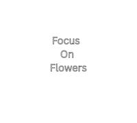 Focus on Flowers