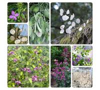 Foglia d'argento giardino balcone semi di resistenti giardino 200pcs