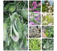 foglia d'argento giardino ombra, resistente reale perenne resistente decorazione del balcone semi 300pcs