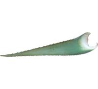 Foglia di Aloe Vera "Barbadensis Miller" - 500-700 g circa