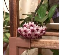 foglia d'interni esotica letto elevato giardino selvaggio giardino del balcone semi perenni scalatrici resistenti ufficio i primi 250pcs