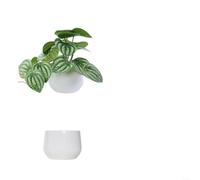 Fogliame in vaso a base di plastica per progetti di interior design che richiedono un linguaggio visivo coerente Unità multiple (F)