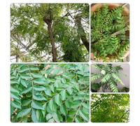 foglie curry - semi giardino vaso d'appartamento esotiche vaso selvatiche tetti verdi resistenti giardino 80pcs