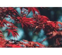 Foglie d'acero rosse - Puzzle da 300 pezzi per amici, regali intellettuali, tempo libero, intrattenimento, decorazioni per feste 14 anni+