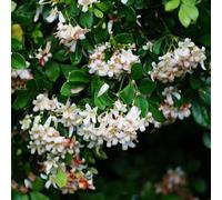 Foglie di curry semi di semi verdi insalate bonsái balcone resistenti 60pcs