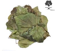 Foglie di edera inglese essiccate 85 g - 1,95 kg | Hedera Helix