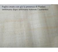 Foglio Papiro Siracusano originale: Direttamente dalla Pianta alla Carta Papiro