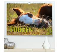 Fohlen - das Leben ist schön (hochwertiger Premium Wandkalender 2026 DIN A2 quer), Kunstdruck in Hochglanz: Zauberhafte Bilder von den schönsten Momenten süßer Pferdekinder