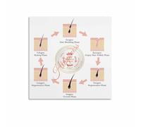 Follicle Activity Phase Poster for Hairdressing Academy and Beauty School Display