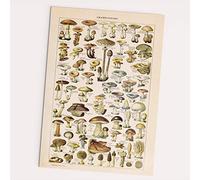 FOLLYGRAPH Empire Interactive - Poster con funghi vintage, motivo: foresta, piante (30 x 40 cm)