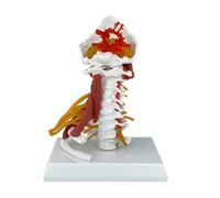 Folpus Colonna Cervicale Anatomica Modello Vertebre Cervicali Nervi Muscoli Base Stabile in PVC Smontabile per Aule Universitarie Biblioteche Mediche Corsi di Anatomia
