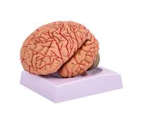 Folpus Modello di Anatomia Cerebrale | In PVC, Modello Cerebrale Numerato per Anatomia, Dettagliato, Scolastiche