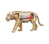 Folpus Modello didattico del Corpo Animale, Materiale di insegnamento, Puzzle per la Classe, Strumento dimostrativo di biologia Animale per, 3107