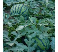 Fondamenti di costruzione del giardino, semi di anguria per la semina - varietà tradizionale rosa, semi di frutta non-OGM, ideali per la semina all'aperto