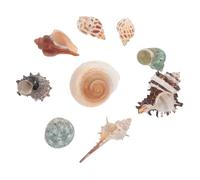 FONDOTIN 9 Pezzi Casa del Paguro Decorazione Decorare Una Conchiglia Acquari Gusci Naturali di Granchio Eremita Conchiglie per Granchi Eremiti Mini Conchiglia Oceanica Guscio