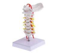 FONDOTIN Modello di Colonna Vertebrale Cervicale in PVC con Arteria Carotide e Radici Nervose Struttura Didattica Medica Dettagliata con Supporto in Metallo Anatomia Spinale Realistica per
