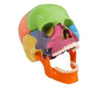 FONDOTIN Modello Scheletrico Cranico Dettagliato Colorato Anatomico Staccabile per Studio Struttura Realistica Testa per Corsi di Anatomia e Istruzione Medica