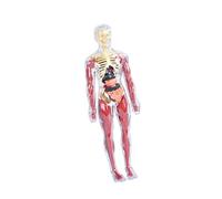 Fonowx Modello Corpo Umano Giocattolo Bambini 3D Figure Scheletro Trasparente Organi Assemblabili Parti Rimovibili Kit Scienza Materiale PP Adatto, Style a