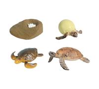 Fonowx Modello Del Ciclo Vitale Della, Modello di Biologia per La Scuola Dell'infanzia, Realistico per Bambini E Bambine, Materiale Didattico, tartaruga di mare, Taglia unica