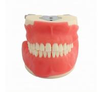 Fonowx Modello di Pratica con Struttura Regolabile in Metallo E Base Solida Color Sabbia per Esercitazioni Denti Artificiali con Gengive Adatto a Lezioni E Laboratori