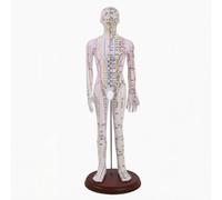 Fonowx Modello Uomo Manichino Agopressione Modello Meridiani Figura Didattica PVC Rigido con Dettagli Accurati dei Meridiani E Punti Base Tonda, 62 Cm, style to 2