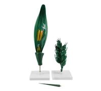 Fonowx Strumento Didattico Modello Fiore Cereale Modello Botanico Modello Biologia Modello Riproduzione con Dettagli Accurati Della Morfologia Vegetale in