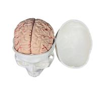 Fonowx Testa Anatomica Umana Modello Cranico Modello Fisiologico Modello Didattico Modello Strutturale in PVC con Superfici Realistiche E Linee Craniche, style to 1