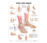 Foot and Ankle Anatomical Chart