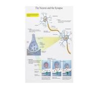 FOPURE Detailed Brain Neuron Synapse Poster Biology Classroom Decor Educational Chart Science Wall-Art for School Laboratory Study Room Decor(Framed,16X24inch(40X60cm))