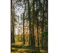 Forest Light A4 Lined Notebook - 100 Pages, Cream Paper Journal - Nature Woodland Cover, Minimalist Writing Notebook for School, Work, or Personal Use
