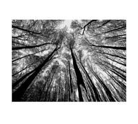 Foresta Alberi Cielo Puzzle, 1000 Pezzi Gioco da Interno Adulto | 38 x 26 cm, in cartone, per esercizi mentali, finitura superficiale liscia, per gli amanti dei puzzle, riduzione dello stress
