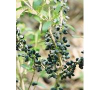 Forestiera Segregata, Florida Privet Swampprivet Rari Native Seed Berry 50 Semi Seeds ONLY